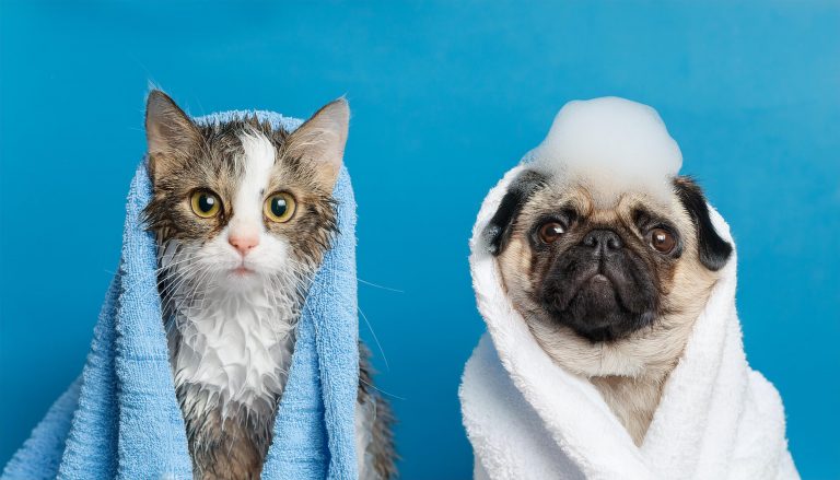 Toilette de chiens et de chats