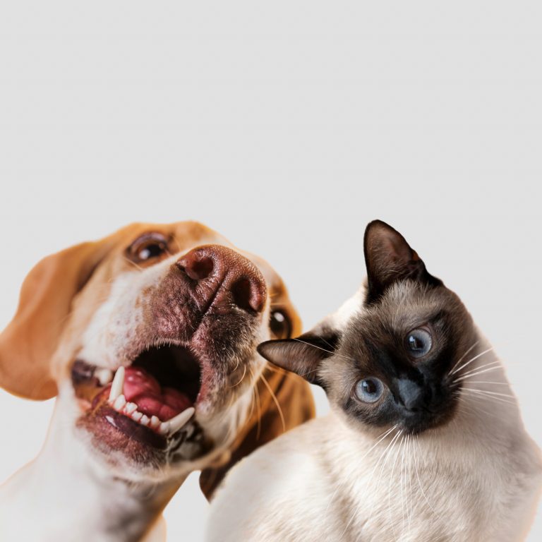 Coupe du pelage d'un chat