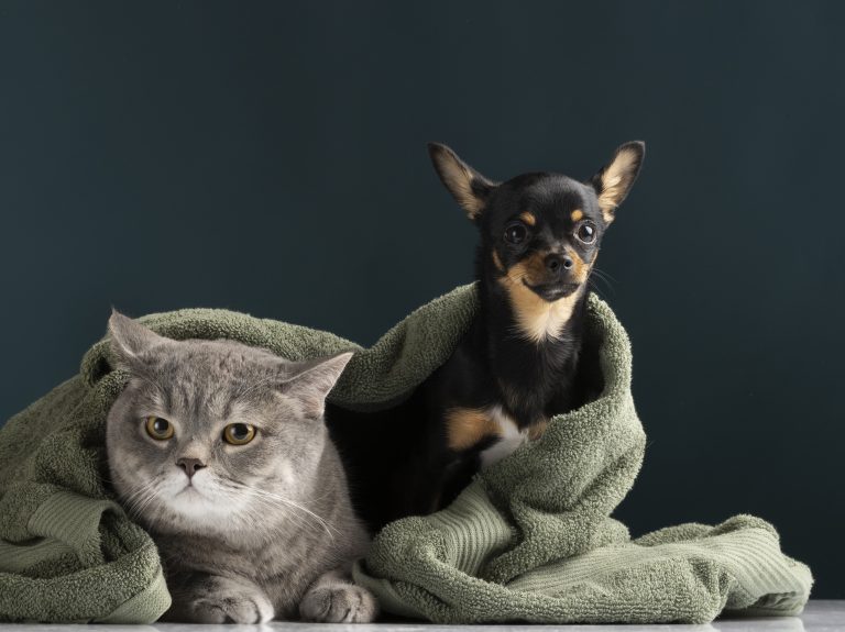 Toilette de chiens et de chats