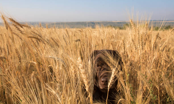 Toilettage de chien
