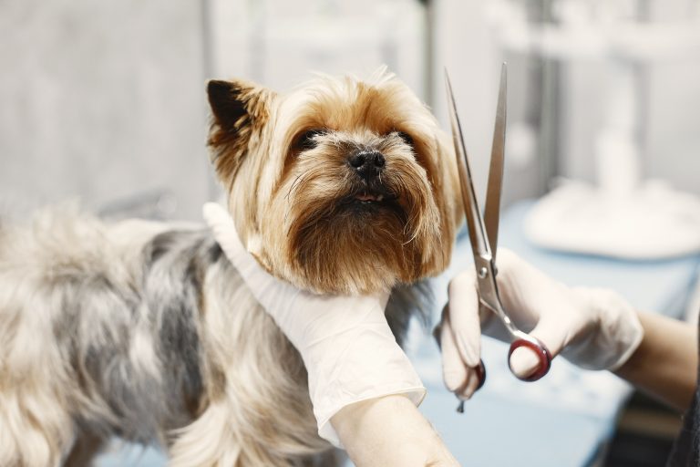 Chiens et Chats