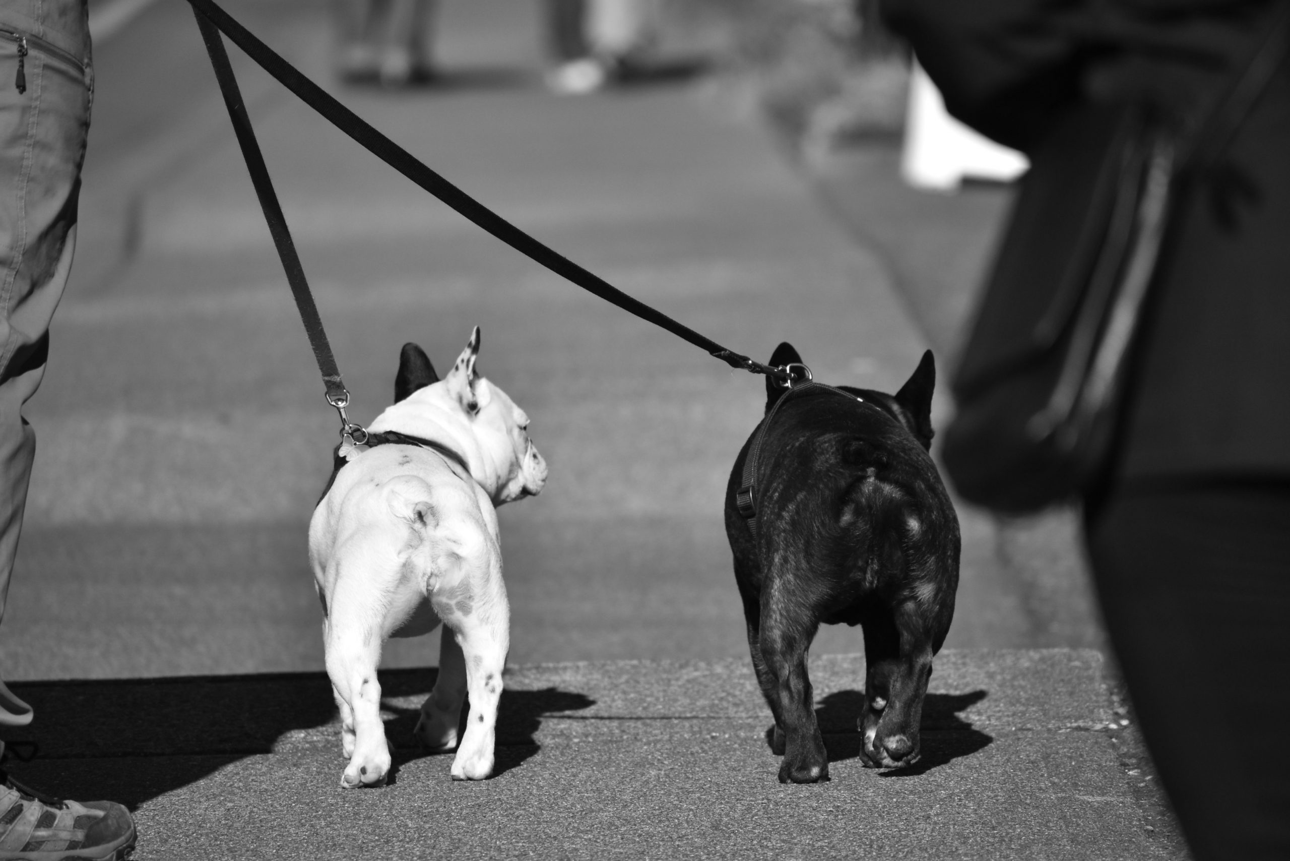 Tonte d'un chien